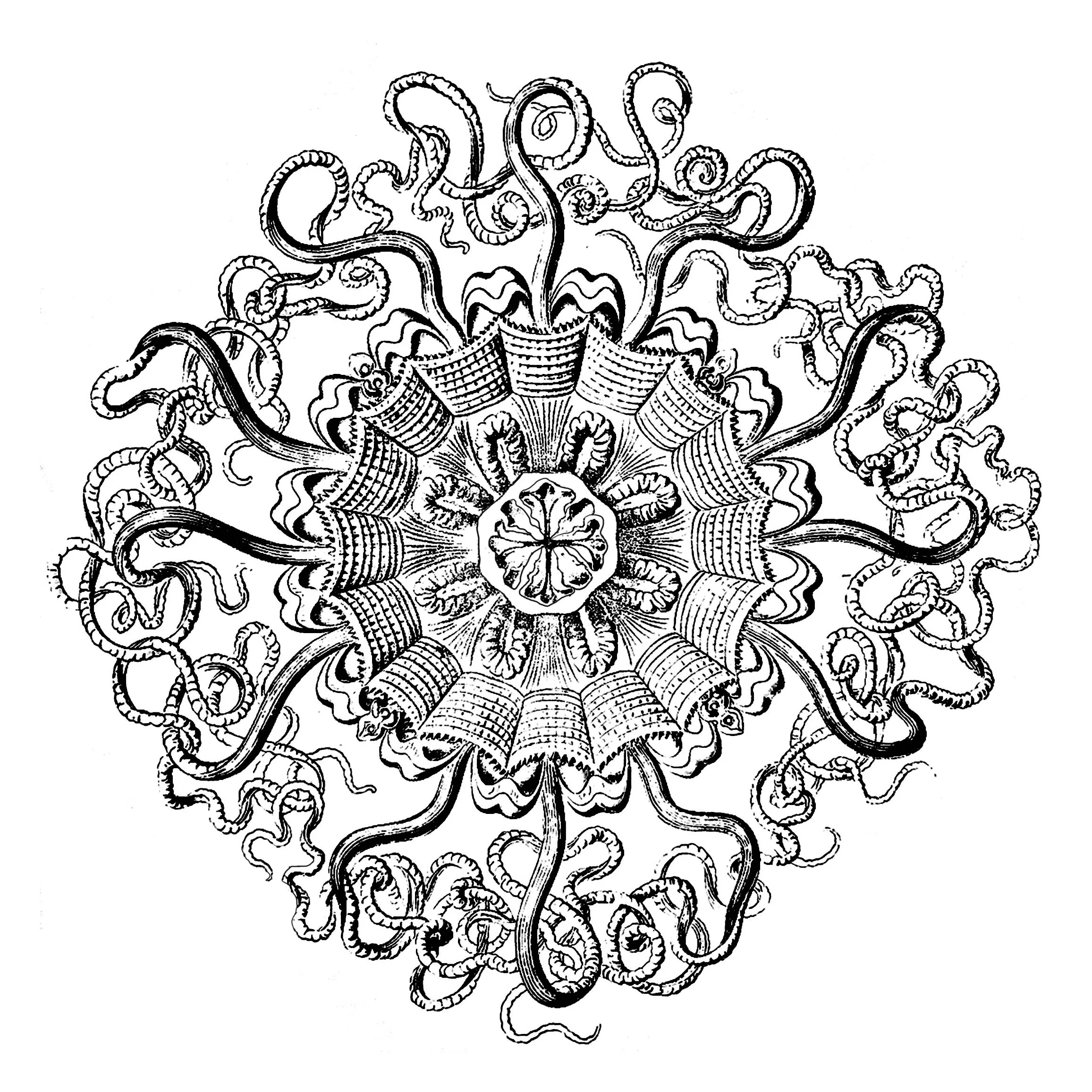 Tablero anatómico Mandala vintage (Animales)