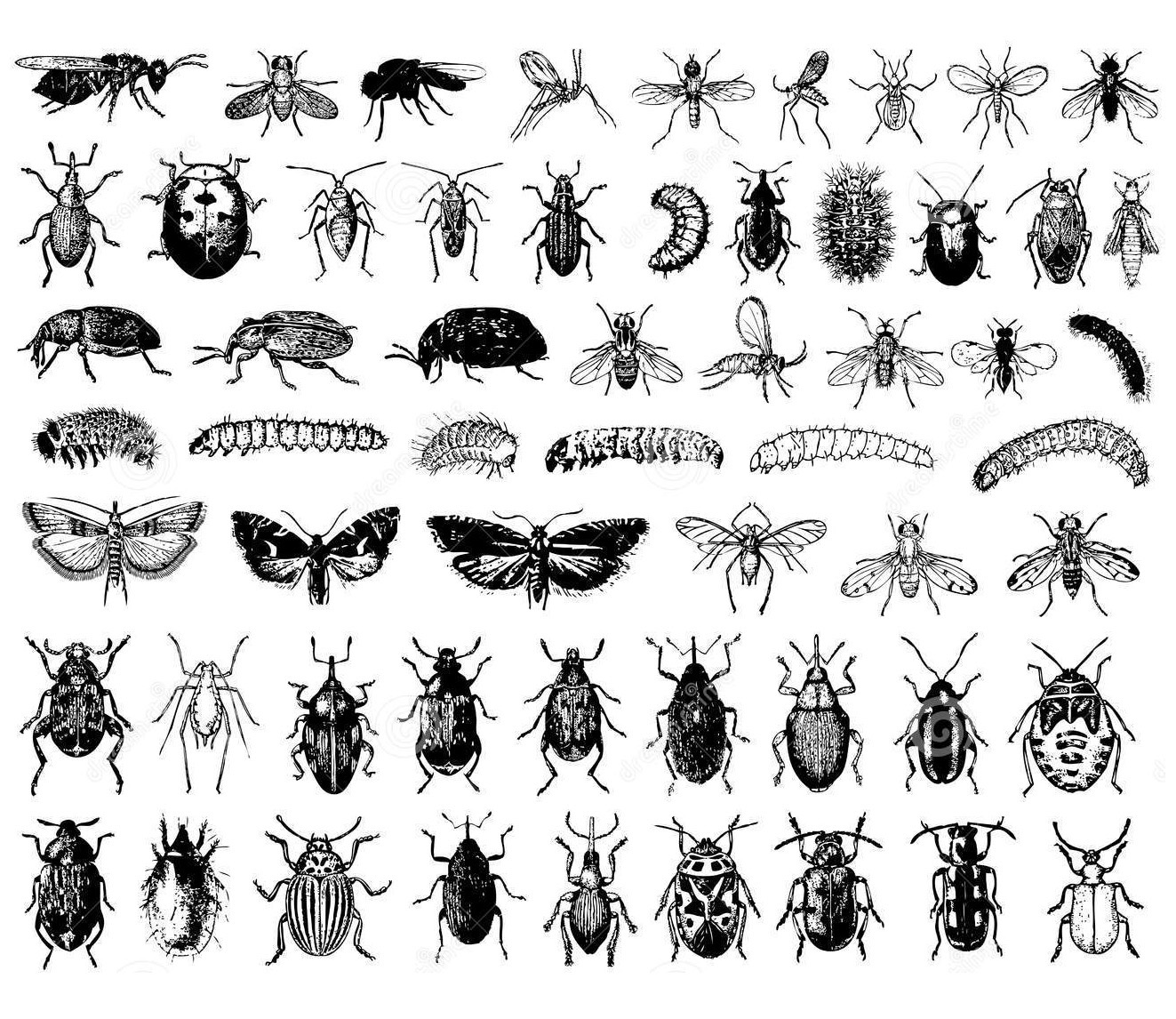 Insectos-colorear-difícil (Insectes)
